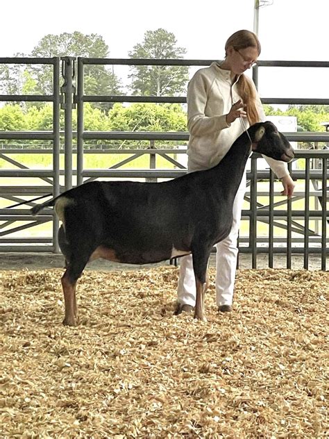 mdgr.cr/idjoin|mini dairy goat association.